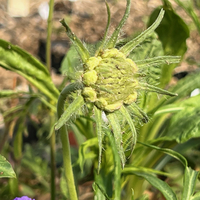Scabiosa (Lomelosia) caucasica 'Fama'